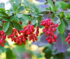 Berberine BRN
