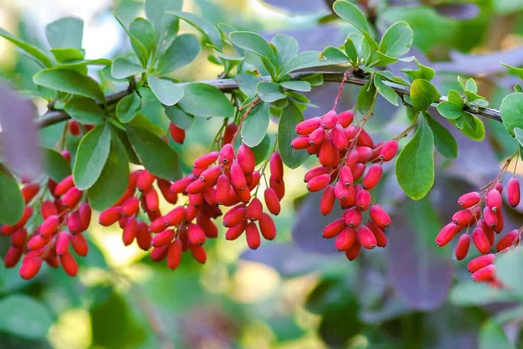 Berberine BRN